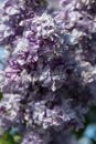 Purple common lilac, syringa vulgaris, L.Ã¢â¬â¢Nebo Moskvy`